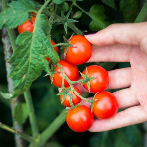 Cherry Tomatoes (چیری ٹماٹر) 10 Seeds