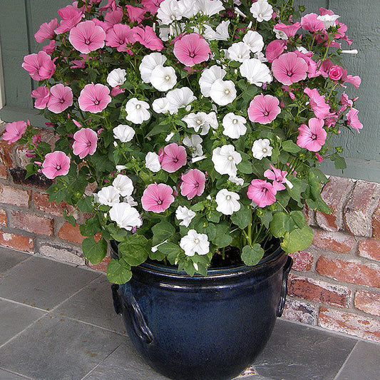 Lavatera Trimestris Mix 25+ seeds
