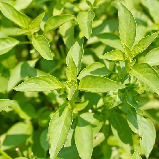 Lemon Basil 30+ Seeds