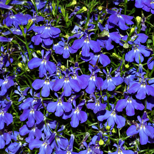 Lobela Sapphire (1049)