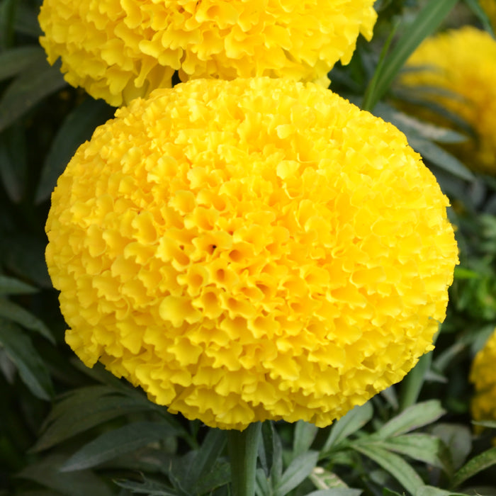 F1 Marigold Yellow (1061) 15+ Seeds