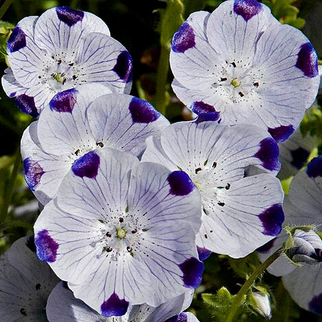 Five Spot (Nemophila) 15 seeds