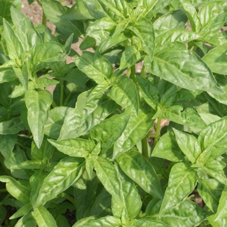 Large Leave  Sweet Basil 30+ Seeds
