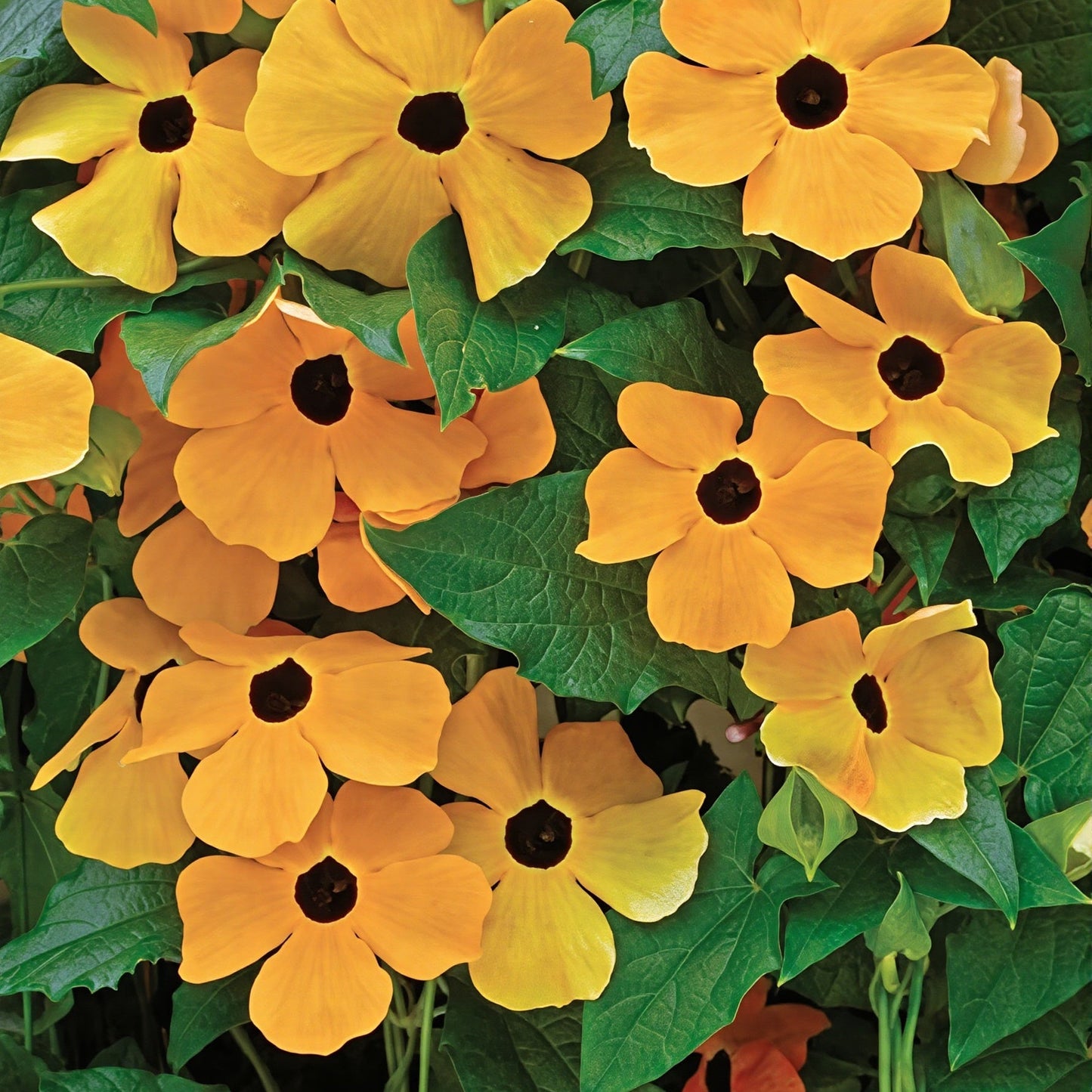 Black-eyed Susan Vine 10+ Seeds