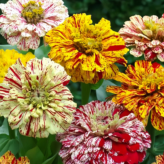 Zinnia Candy Stripe Mix 20+ seeds