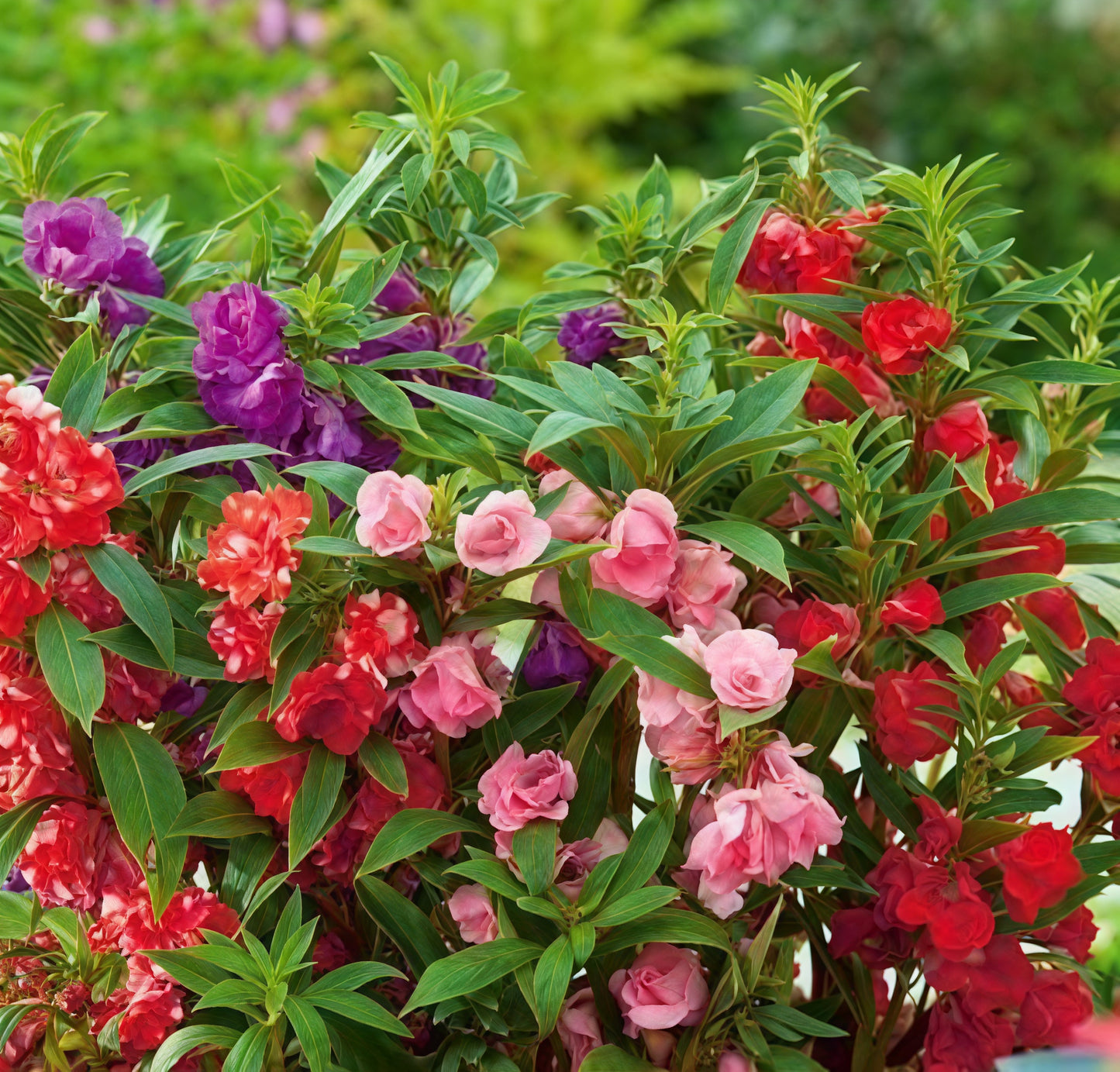 Impatiens Balsam Tom Thumb 20 seeds