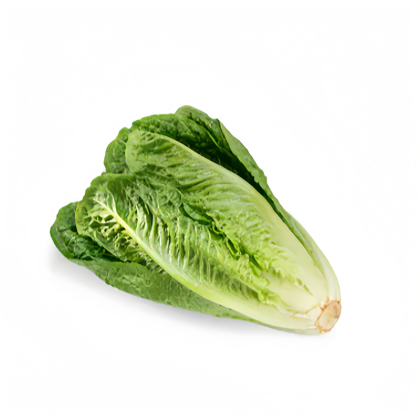 Romaine Lettuce 50+ Seeds