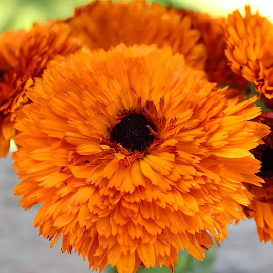 calendula double  foron (1007)