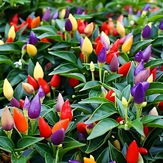 Capsicum Ornament Aladdin 20+ Seeds