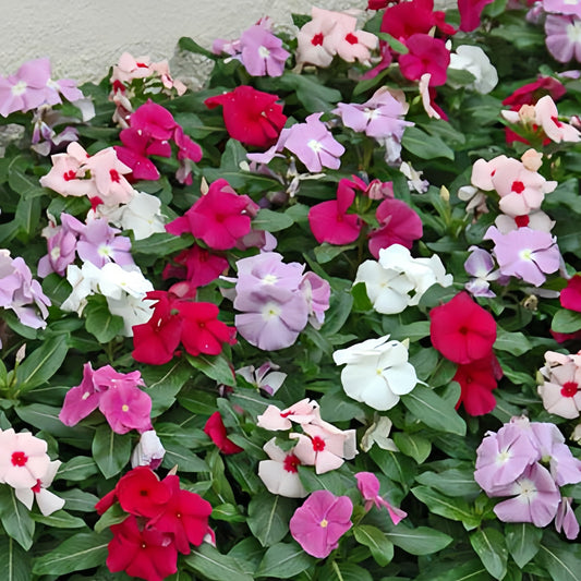 Vinca Tall Mix 30+ Seeds