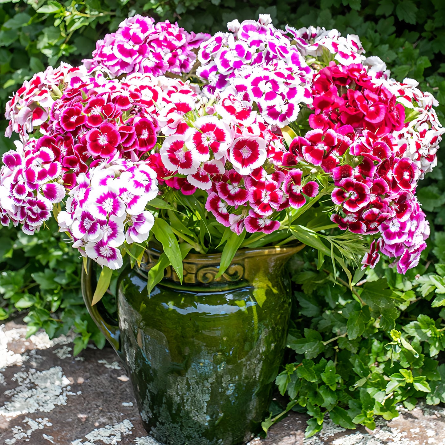 Sweet William (1023) 20+ Seeds