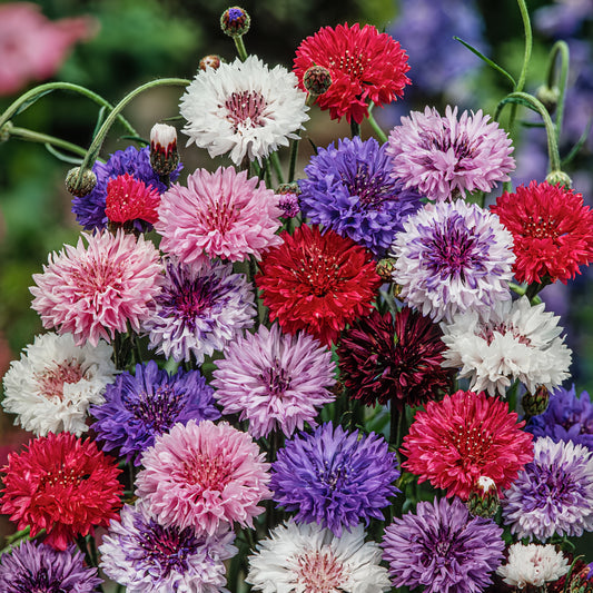 Cornflower (cantaurea cyanus) (1018)