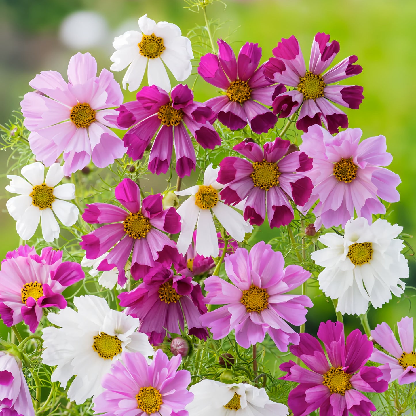 Cosmos Sea Shells (1024) 20+ Seeds