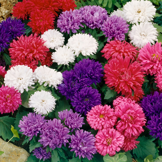 Aster nano mix dwarf (1020)