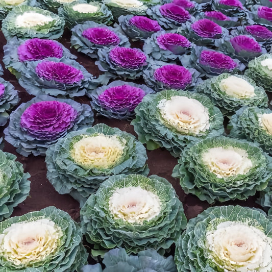Flowering Cabbage (1037)