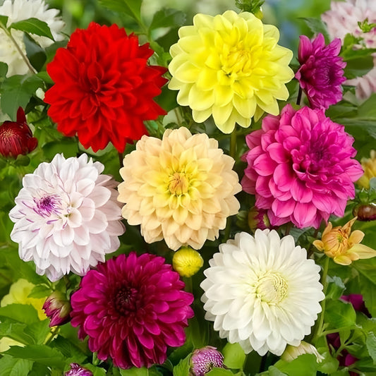 Dahlia double Opera Mix (1027)