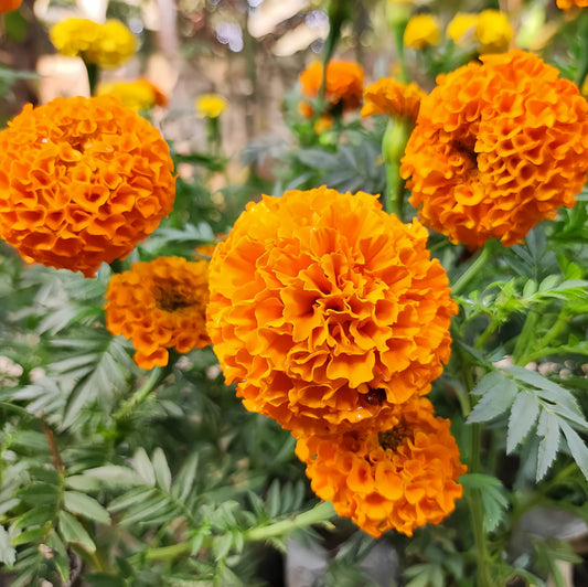 African  Marigold (1062)