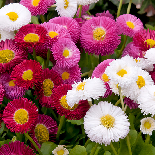 bellis perebnnis Englbish Daisy Mix (1042)
