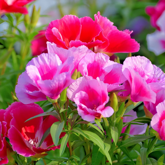 Godetia Double Tall (1014)
