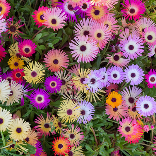 Living Stone Daisy (1045)
