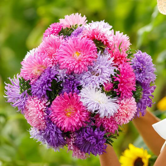 Aster California  Giants mix (1021)