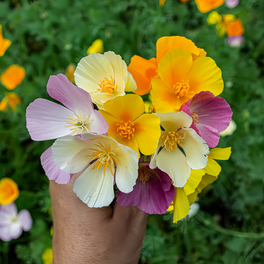 California  Poppy Mix (1046)
