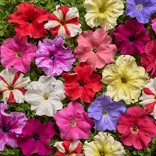 Petunia Hybirda Mix (1052)