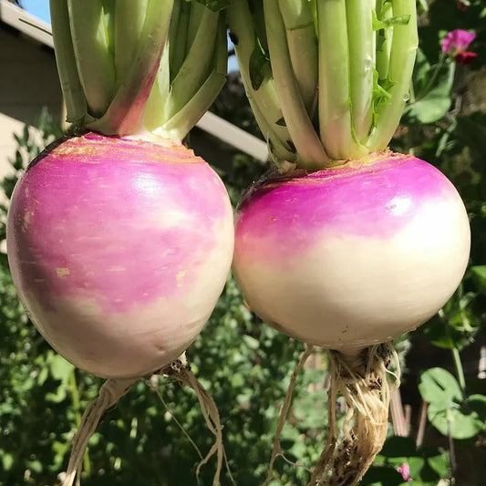 Turnip (شلجم) 500+ Seeds