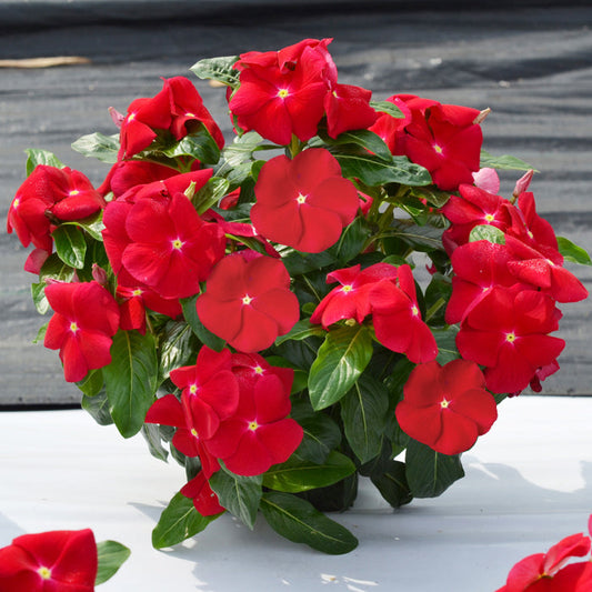 Vinca Dwarf Ocean red 15 seeds