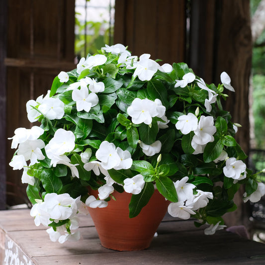 Vinca Dwarf Pure White 20 seeds