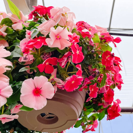 Vinca Dwarf Soft Pink  20 seeds