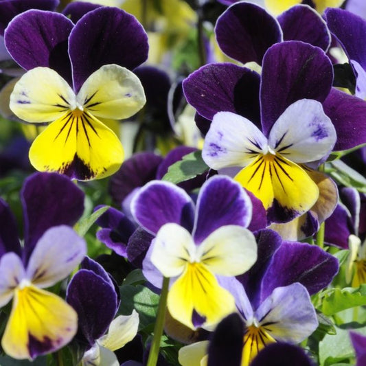 Pensy Viola Johny jump up (1036)