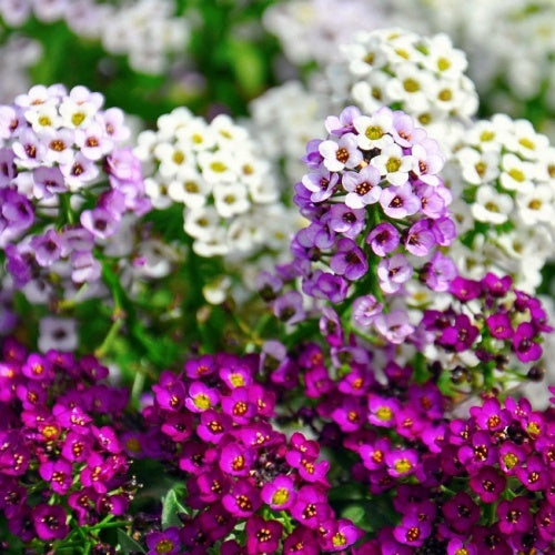 Alyssum Mix (1025)
