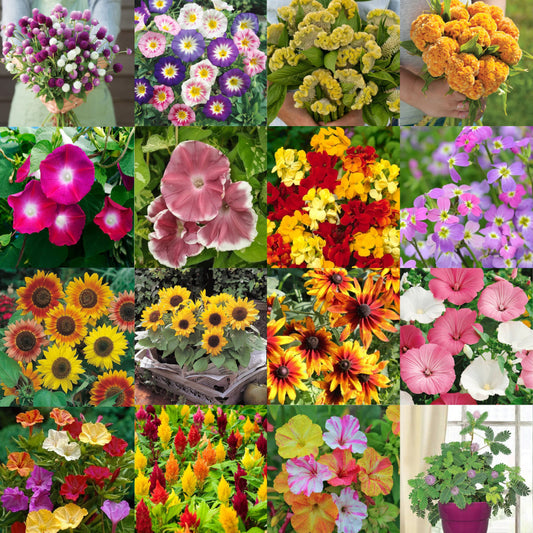 spring mix flower seeds All-Season Mixed Flowers – Awan Garden