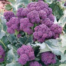 Purple Broccoli 20+ Seeds