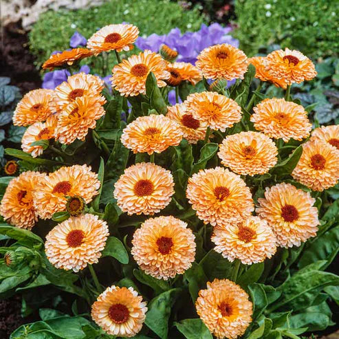 Calendula Pink Surprise (1004)