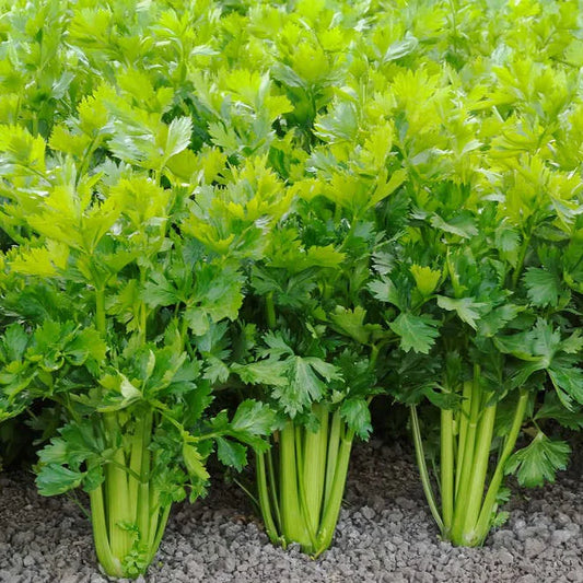 celery (سیلری) 100+ Seeds