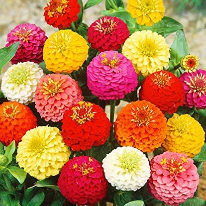 F1 Zinnia Mix 15 seeds