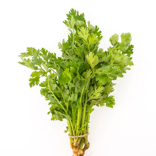 Desi Coriander (دیسی دھنیا) 300+ Seeds