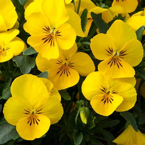 Pensy Yellow 15+ Seeds (1030)
