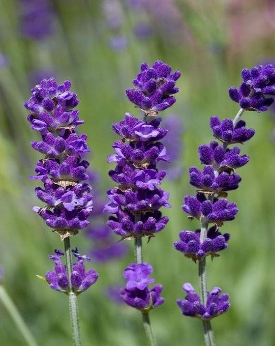 Lavender Seeds ( Herbs Seeds )