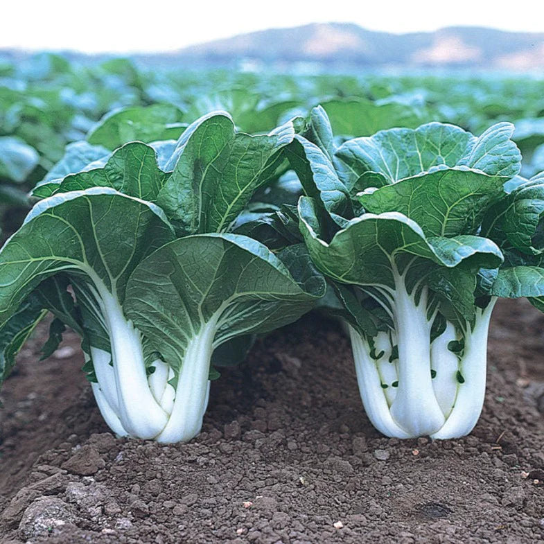 Pak Choy (پاک چواۓ) Seeds