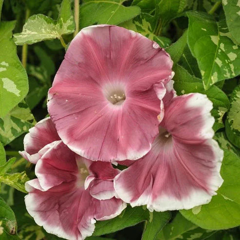 Morning Glory Chocolate Extra 15 Seeds (1026)