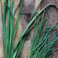 Garlic Chives 20+ Seeds