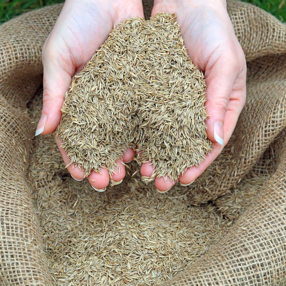 Bermuda Grass - Hybrid Seeds