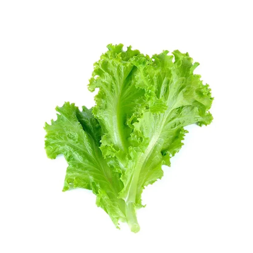 Leafy Lettuce (سلاد پتہ) 100+ Seeds