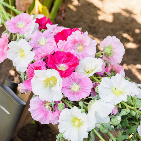 Hollyhock Summers Mix 10 seeds