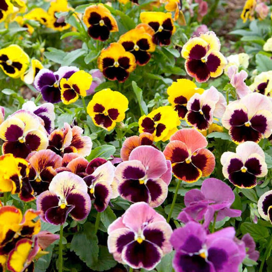 Pensy Giants Mix (1031)