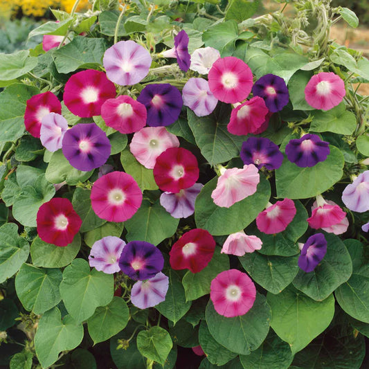 Morning Glory  Fieldgrown Mix 20+seeds