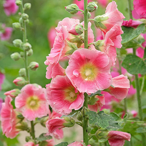 HollyHock Clean 10 Seeds